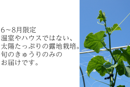 【フードロス対応・規格外】有機キュウリ　訳あり野菜を簡易包装にして増量　接ぎ木ではない昔ながらの自根きゅうり　旬の時期（６月、7月、8月）のみ夏季限定発送 2139 きゅうり　胡瓜