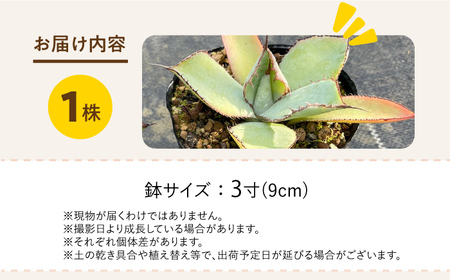 アガベ グアダラハラナ 1株 Agave guadalajarana 長与町/アグリューム[EAI204]
