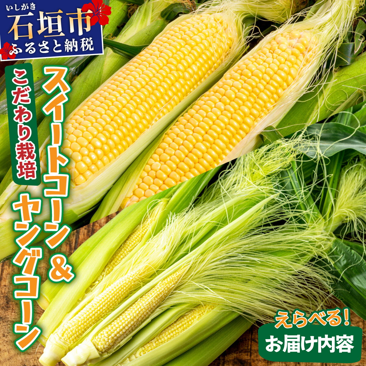 【ふるさと納税】【先行予約】 1番遅くて1番早い? プレミアムヤングコーンとスイートコーン！！朝採れを皮付きのままお届け！！ | コーン スイートコーン とうもろこし ヤングコーン 朝採れ ふるさと納税 ふるさと 沖縄県 沖縄 石垣 石垣島 石垣市 人気