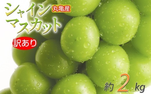 【先行予約】 訳あり シャインマスカット 約2kg 2-6房 種なし 皮ごと 冷蔵 配送 マスカット ぶどう 葡萄 ブドウ フルーツ 果物 くだもの 瀬戸内 果汁 フルーツ 高級 デザート 果実 青果 甘い ビタミンC 食物繊維 ブドウ糖 美肌 季節 国産 ふるさと納税マスカット ふるさと納税ぶどう 香川県 丸亀市