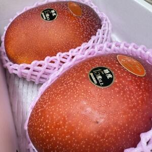 【2026年6月から順次発送・数量限定】糖度15度以上を選別した「プレミアムマンゴー」2玉【配送不可地域：離島】【1681773】