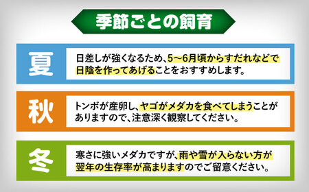 【一部配送不可地域あり】 ミックスメダカ 10匹 愛西市 / 艶麗[AEDD006]