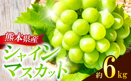 熊本県産 シャインマスカット 約6kg 『 かめまる食堂 』 種無し ぶどう