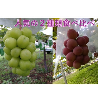 【2026年先行受付】希少 食べ比べ「牧丘天空の丘シャインマスカット+クインニーナ」約1kg【配送不可地域：離島】