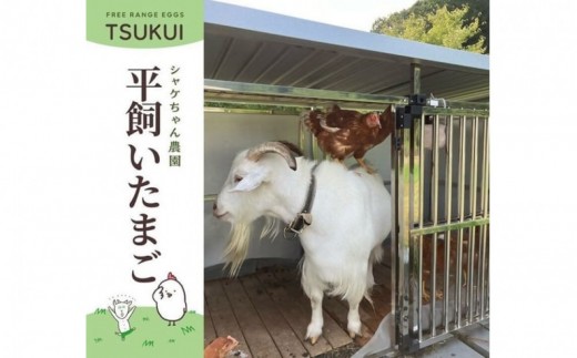 cometamaの平飼い卵 30個 ｜ ボリスブラウン 新鮮 平飼い ケージフリー 鶏卵 玉子 たまご 生卵 国産 たまごかけご飯 朝食 ※離島への配送不可