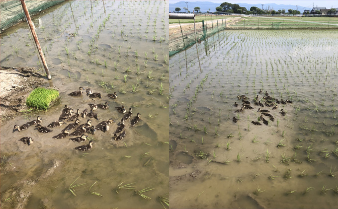 カモ農法コシヒカリ5kg 米 精米 白米 コシヒカリ 5kg こめ コメ お米 おこめ こしひかり カモ農法 農薬不使用 化学肥料不使用 新潟 新潟県 