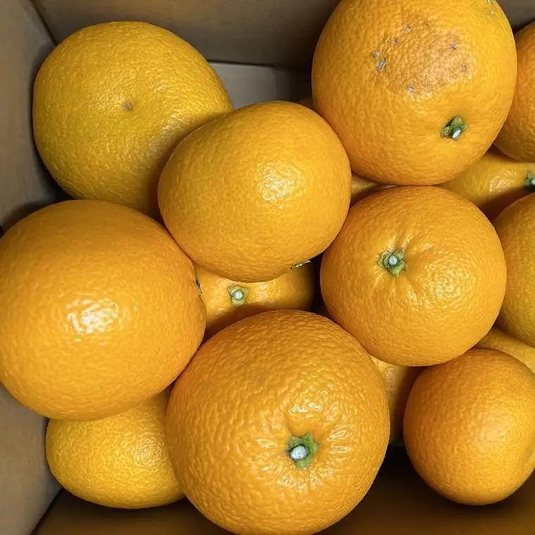 ［希少品］和歌山県産紅八朔約5kg（サイズ混合）★2027年１月下旬頃より順次発送［先行予約］［TM88］