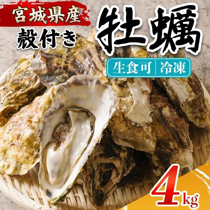 殻付き牡蠣（生食用）冷凍 4kg 生牡蠣 宮城県産 牡蛎 牡蠣 カキ かき 生食 オイスター カキフライ 牡蠣鍋 海鮮 国産 魚貝類 バーベキュー BBQ 【カタクチ商店株式会社】ta736