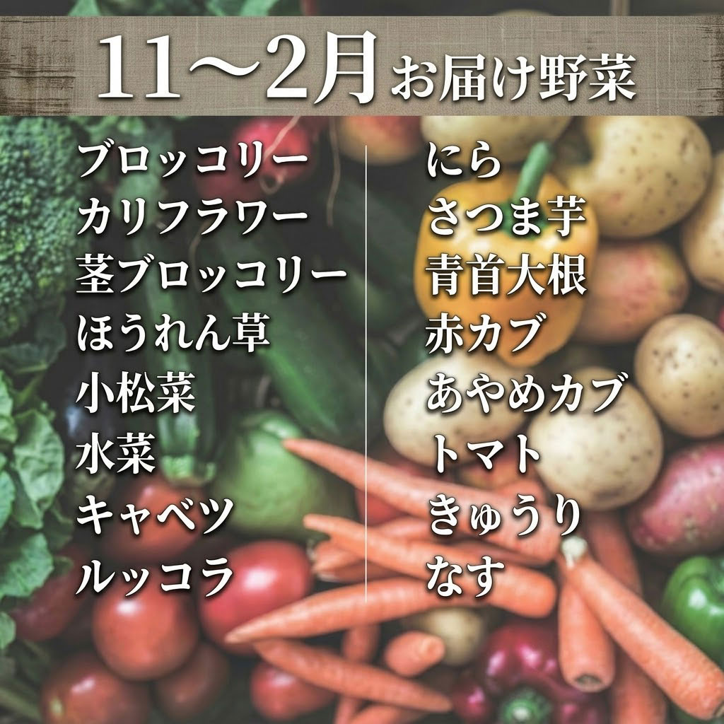 こだわりの新鮮野菜セット 8~11品目 | 野菜セット 新鮮 野菜 人気 季節の野菜 おすすめ 高知県 南国市