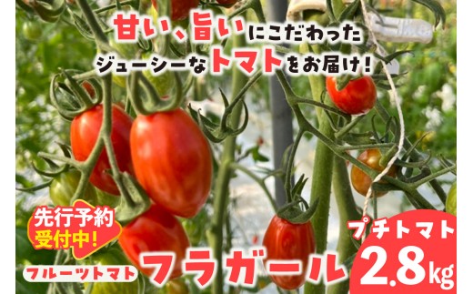 【先行予約】【2027年1月中旬以降発送】フルーツトマト　フラガール2.8kg（へたなし）│よこた農園　フラガール プチトマト 野菜 トマト 新鮮野菜 太陽の恵み トマト料理 愛知県産 フルーツとまと 甘いトマト お取り寄せ グルメ 常滑市 へたなし