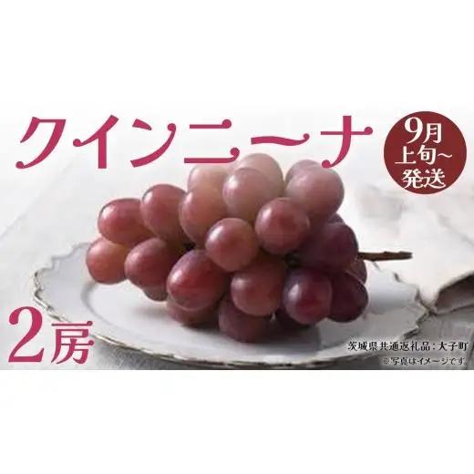 クインニーナ２房 【2026年9月上旬発送開始】(茨城県共通返礼品：大子町)
