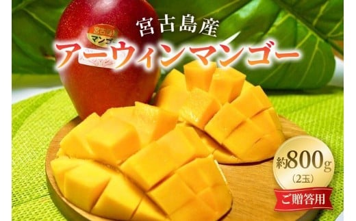 《先行予約 2026年発送》『天使のマンゴー』宮古島産アーウィンマンゴー 約800g （2玉）【ご贈答用】「LA MANGUE BLEUE」農家直送（GZ002）