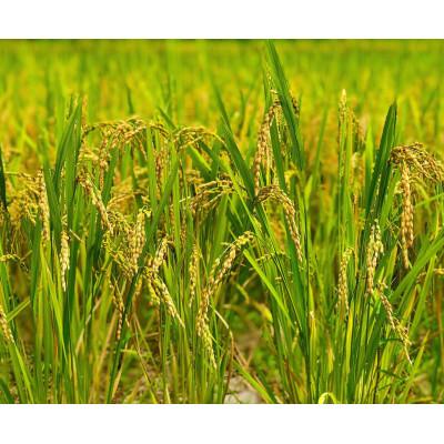 ふるさと納税 大網白里市 【毎月定期便】2年連続特A評価!千葉県産コシヒカリ 精米 5kg(5kg×1袋)全3回 |  | 03