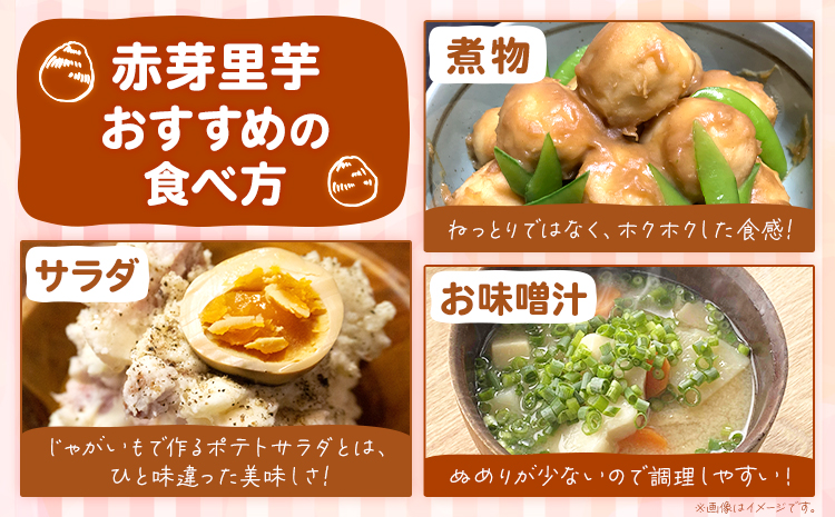 里芋 赤芽里芋 約5kg しょうた農園《11月上旬-3月末頃出荷》福岡県 鞍手町 さといも 里芋 野菜 送料無料---skr_aktksi_af113_26_13000_5kg---