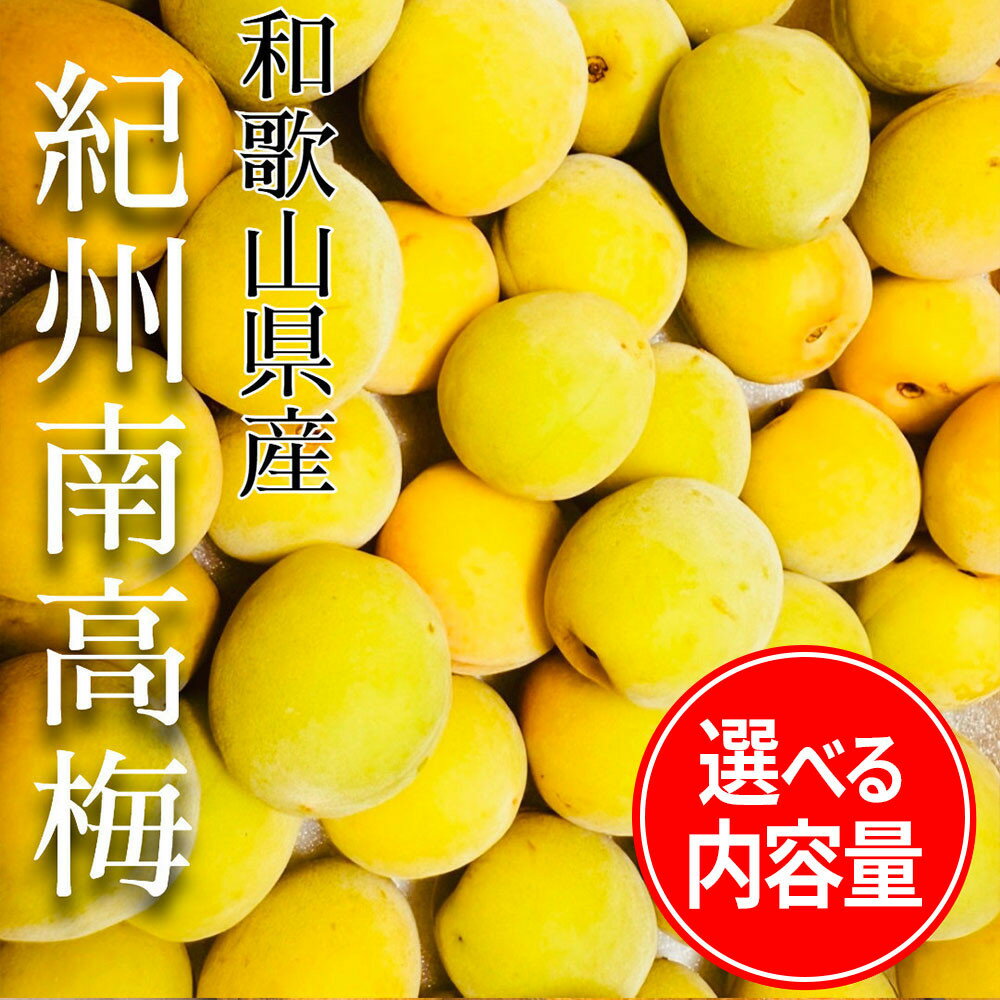 【ふるさと納税】【選べる内容量】 黄色～完熟梅 南高梅 1～10kg | 南高梅 うめ 梅 食品 人気 おすすめ 送料無料