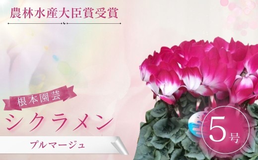【2026年 先行予約】シクラメン プルマージュ 5号鉢 | 花 お花 ガーデンシクラメン 2色 5号 花ギフト フラワーギフト 鉢花 鉢植え ギフト プレゼント 贈答 農林水産大臣賞受賞 根本園芸 シクラメン