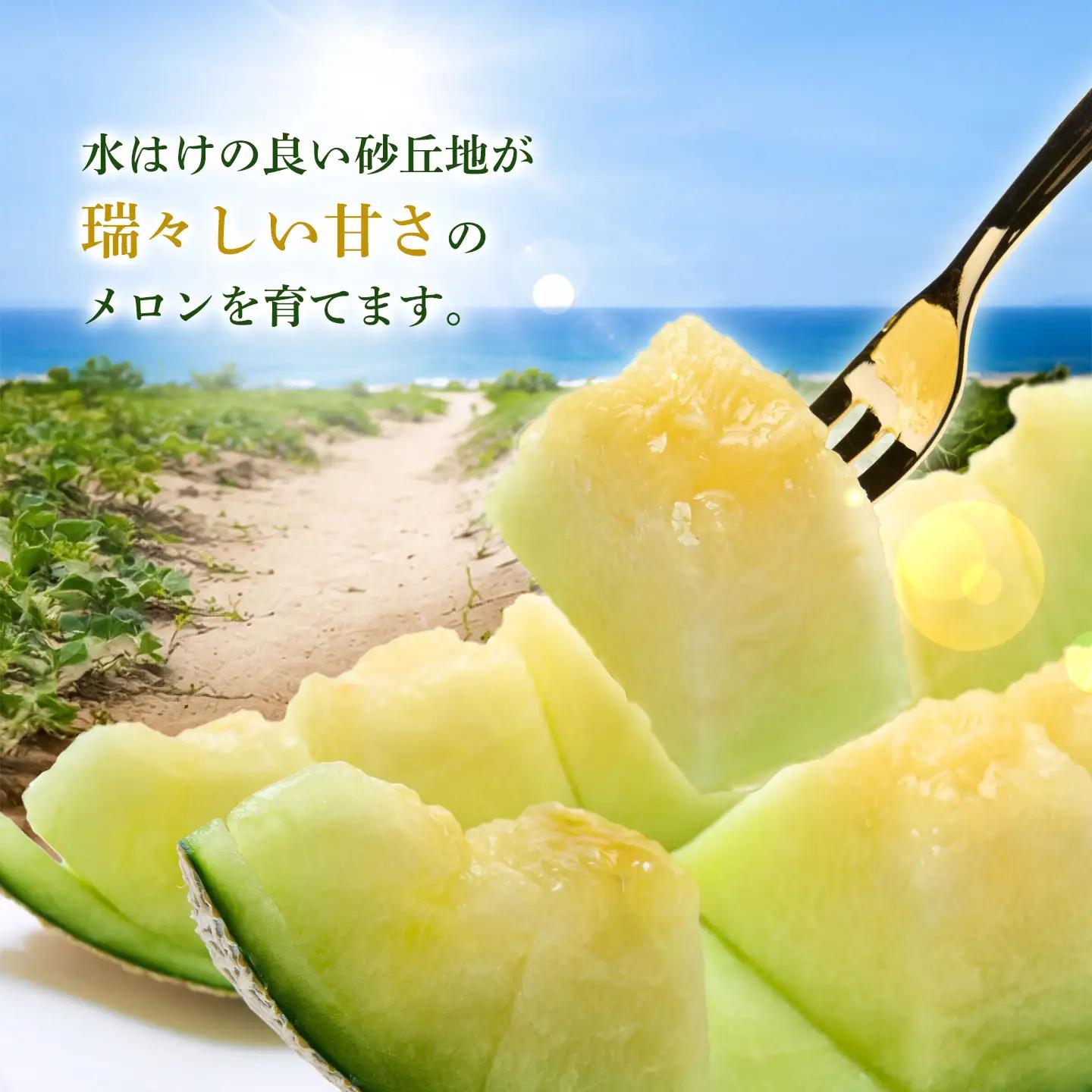庄内砂丘アンデスメロン 約5kg(3玉～5玉) 蔓あり 令和9年産 K-935 菅原農園