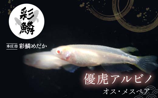 
            《当店作出品種》 彩鱗めだか ＜優虎アルビノ＞ めだか メダカ 飼育 ペット 鑑賞 魚 動物 生き物 関東 F5K-078
          
