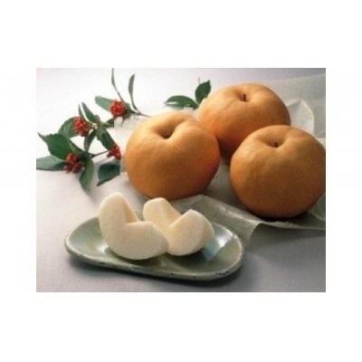 鳥取県産梨「あたご」 5kg