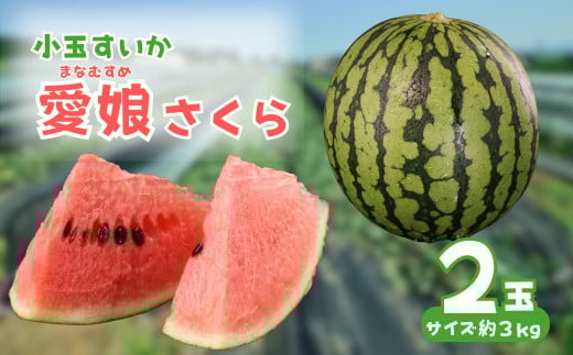 【先行予約】 愛娘さくら 小千谷市産 小玉スイカ 2玉 農園ビギン 【0002-0047-01】