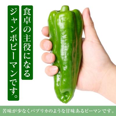 ふるさと納税 八代市 とんがりジャンボピーマン 1.5kg_271-6792-A |  | 01