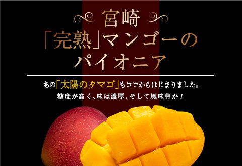 数量限定 南国 宮崎 完熟マンゴー 4L 1玉 A級品 期間限定 フルーツ スイーツ 果物 くだもの 食品 グルメ デザート 国産 産地直送 人気 リピート おすすめ おやつ 高級 ご褒美 贅沢 化粧