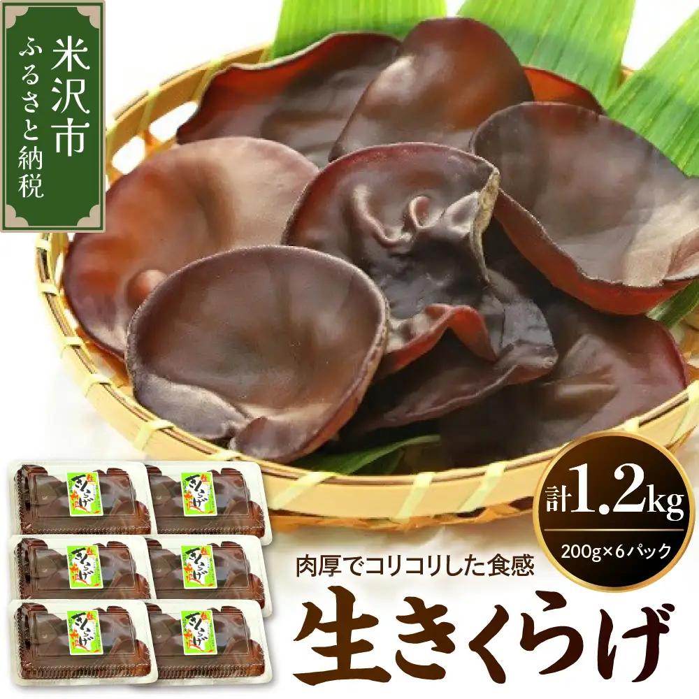 期間限定 生きくらげ 200g×6パック 計1.2kg キクラゲ