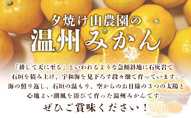 ＜夕焼け山農園 愛媛県西予市産 温州みかん 家庭用 約３kg＞果物 フルーツ ミカン 柑橘 なんかん 訳あり  愛媛県 西予市
