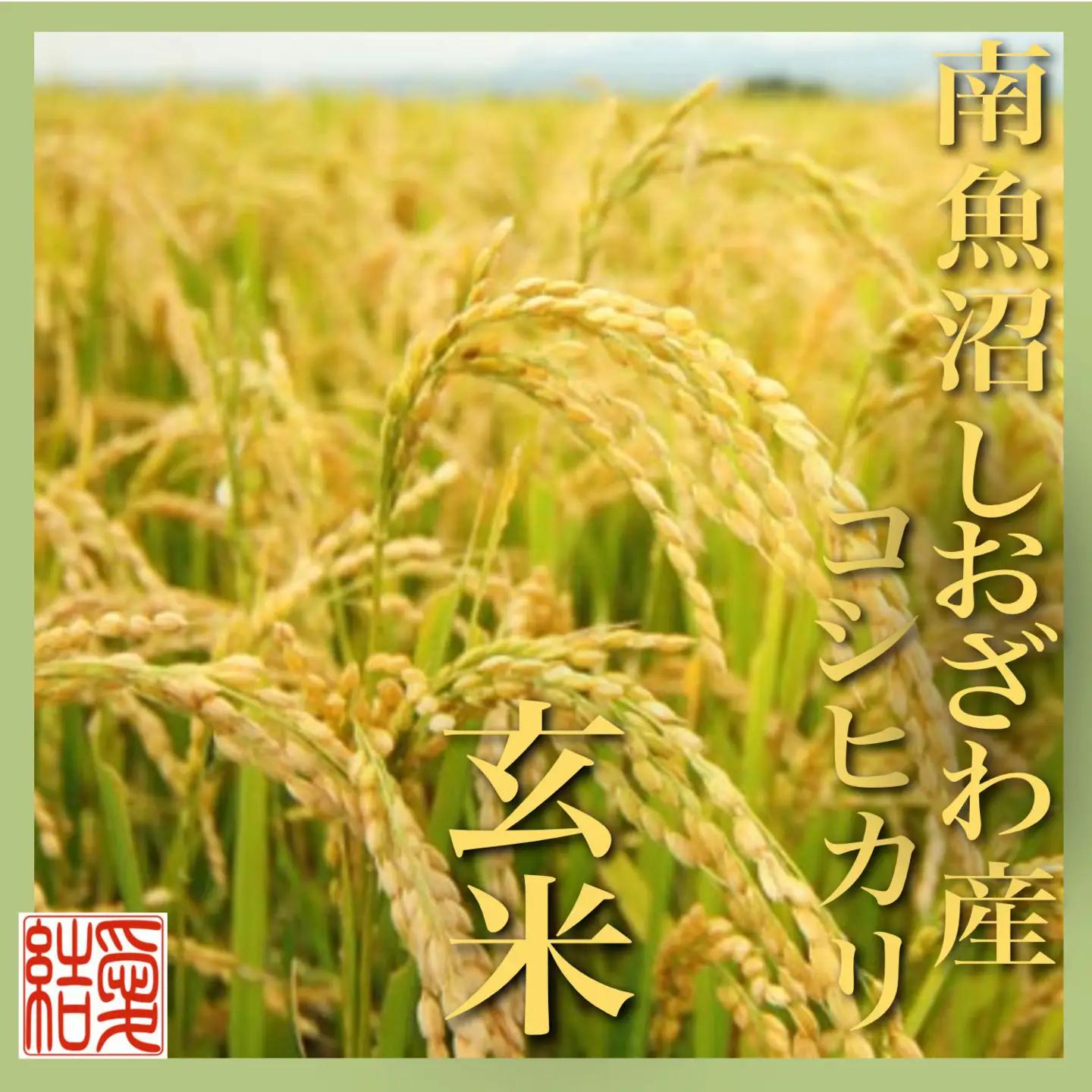 【令和7年】【定期便】玄米 南魚沼しおざわ産コシヒカリ2Kg×6ヶ月｜玄米