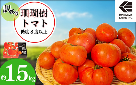【2026年先行予約】 訳あり 珊瑚樹トマト約1.5kg 2026年5月発送 甘い トマト トマト トマト トマト トマト トマト