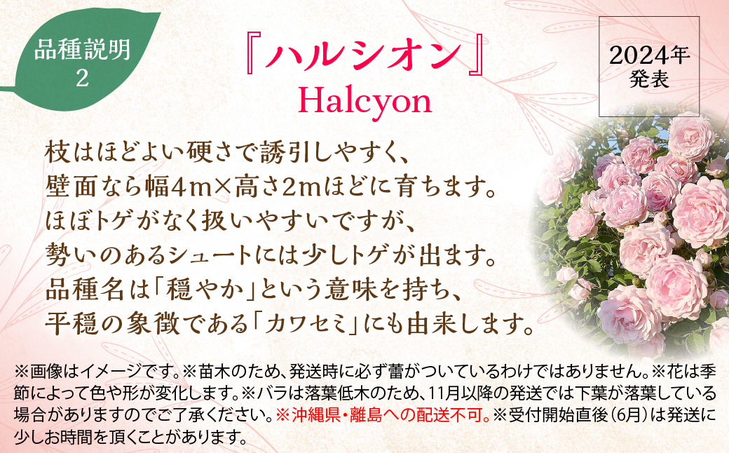 【Apple Roses】バラ苗  『ハルシオン』 新苗育成苗6号ポット植え HNNH042