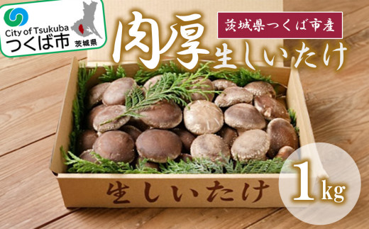 生しいたけ 1kg（ 原木栽培 ）＜離島・沖縄配送不可＞ │ シイタケ 椎茸 きのこ キノコ 茸 茨城県 つくば市