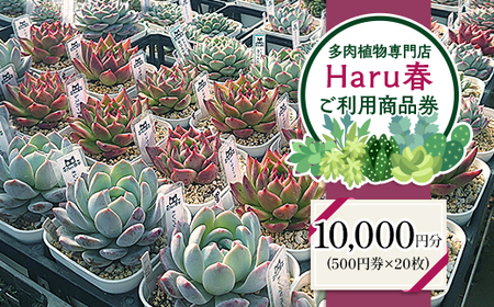 594 Haru春で使える10,000円分チケット（500円×20枚）