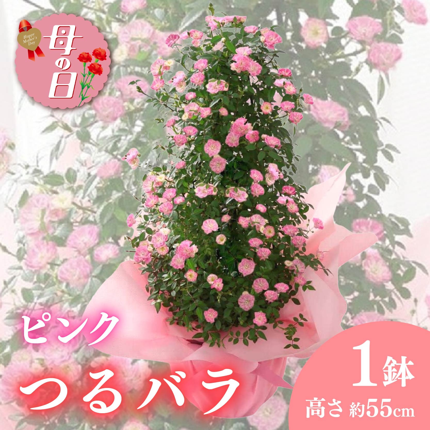 
            【先行予約】 母の日に！ つるバラ 舞姫 タワー仕立て 鉢植え ピンク 花 薔薇 贈り物 お祝い 植物 季節 生花 フラワー ギフト 母の日 2026年5月から順次発送 オンライン決済限定 静岡県 藤枝市
          