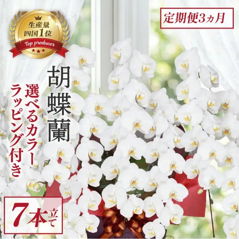 【定期便3ヶ月】 胡蝶蘭 7本立て 白 花
