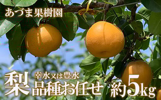 No.1767梨　品種おまかせ　(幸水又は豊水)約5kg【2025年発送　先行予約】