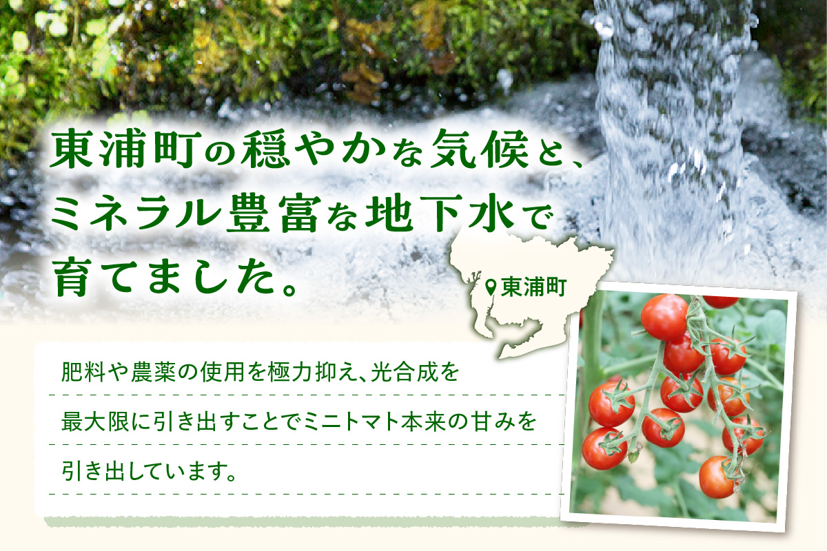 農園直送 つぶより ミニトマト 3kg入り│トマト プチトマト 甘い 野菜 産地直送 愛知県 東浦町