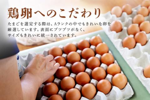 鶏卵60個入り化粧箱 【6ヶ月定期便】 16-D