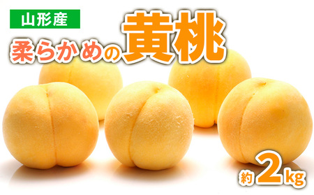 山形産　柔らかめの黄桃 約2kg (4～9玉) 秀品 【令和7年産先行予約】 FS23-718 くだもの 果物 フルーツ 山形 山形県 山形市 2025年産