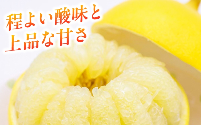 文旦 ぶんたん 土佐 柑橘 高知県産 フルーツ お取り寄せ 産地直送