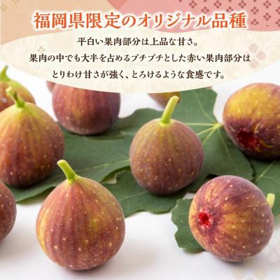 ふるさと納税 うきは市 【のし付き】【2026年産先行受付】いちじく(とよみつひめ8パック) 102-0209