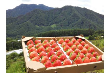 【先行予約R6年 7月以降順次発送】大空夏いちご農園　希少な夏いちご『サマープリンセス』１箱（2パック入り）【お届け希望日をご指定下さい（７月下旬から11月中旬まで）】