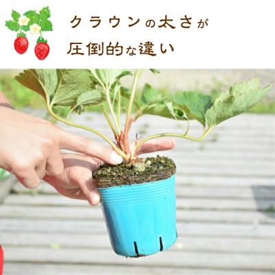 ふるさと納税 上越市 越後姫栽培キット　6株 |  | 02