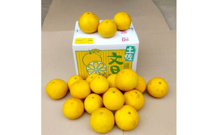 【先行予約】土佐文旦 文旦 訳あり 大玉入り 20kg 20キロ 3L?L 〈2027年2月?発送〉ぶんたん  フルーツ  みかん 果物  柑橘類   ご自宅用 お取り寄せ 国産【松岡ぶんたん園】 [