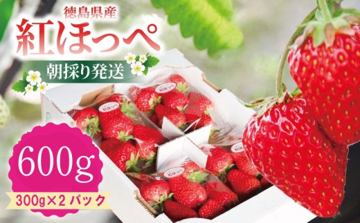 いちご 紅ほっぺ 約600g ( 約300g × 2パック ) 苺 ストロベリー べにほっぺ 果物 フルーツ ベリー デザート スイーツ おやつ ケーキ ゼリー ジュース ジャム アイス シャーベット スムージー ヨーグルト クレープ タルト チョコ 大福 フルーツサンド ギフト プレゼント 朝摘み 贈答 お取り寄せ グルメ 冷蔵 送料無料 小松島 ※2025年12月より順次発送