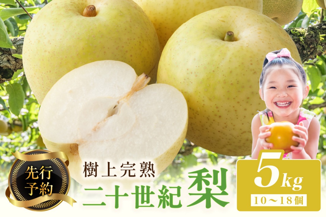 【先行予約】樹上完熟 二十世紀梨 5kg(10～18個)（2026年8月下旬～発送）フルーツ ふるさと納税 なし ふるさと納税 梨 農家直送 果樹園直送 生産者応援 農家応援　BF00002