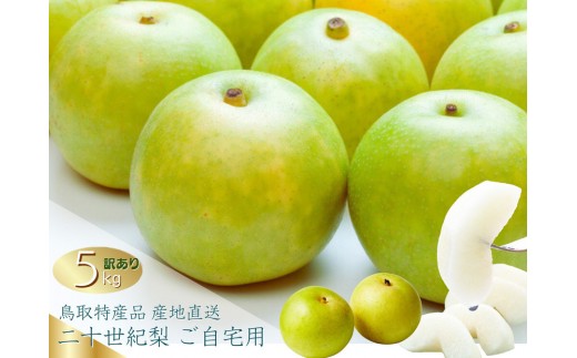 
            数量限定 鳥取県産 梨 訳あり ご自宅用 二十世紀梨 5kg
          