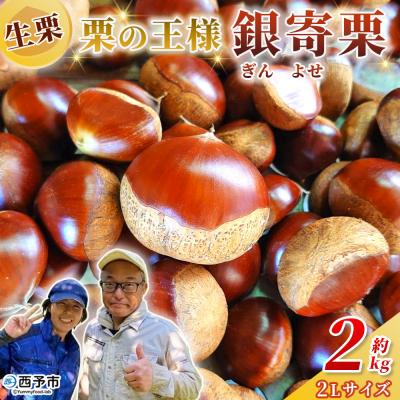 ふるさと納税 西予市 <栗の王様 銀寄栗(生栗)2L2kg　銀寄 ぎんよせ 甘い 生栗 和栗>国産 くり 果物
