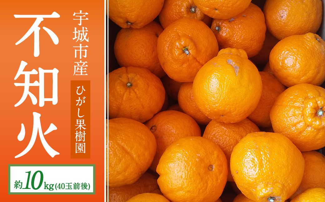 
不知火 約10kg（40玉前後）【ひがし果樹園】【2025年3月上旬～4月下旬発送予定】柑橘 果物
