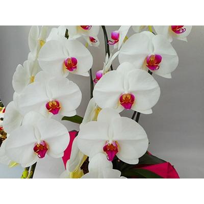 ふるさと納税 開成町 ★胡蝶蘭(生花)★3本立ち【6.5号鉢】 |  | 02